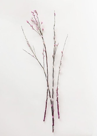Preserved Pussy Willow Branch Bundle in Pink