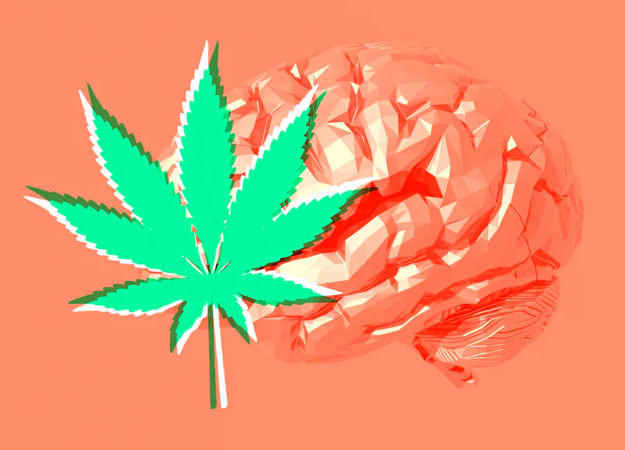 Human brain and cannabis