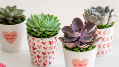 These 16 Galentine's Day Zoom backgrounds include a cute succulent backdrop.