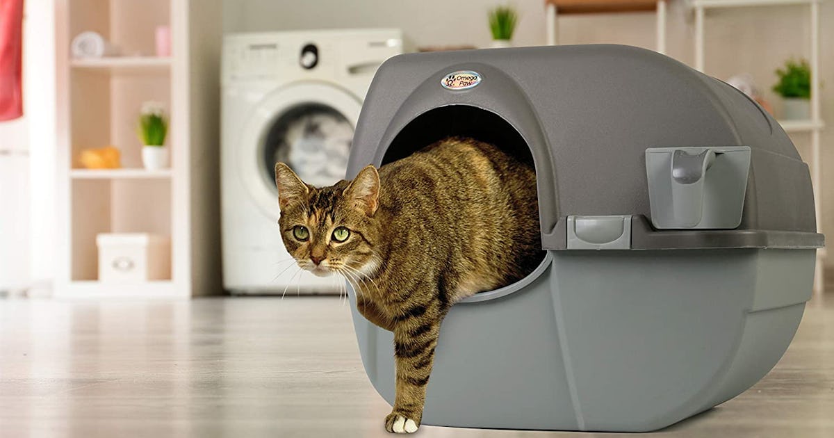 Best litter box for odor control