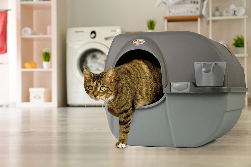 The 7 Best Cat Litter Boxes For Odor Control In 2022 best cat litter for odor control