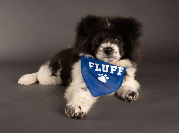 Chunky Monkey appeared in the 2021 Puppy Bowl.