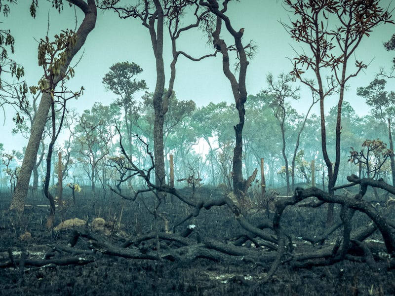 Amazon rainforest