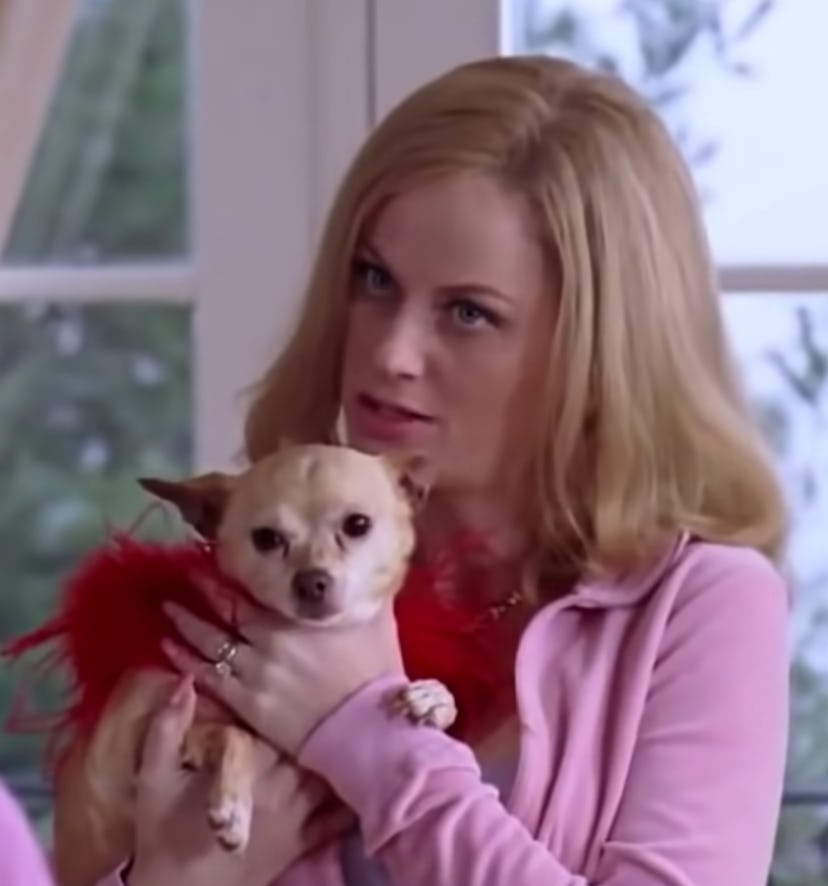 Watch all of Amy Poehler's movies on Galentine's Day.