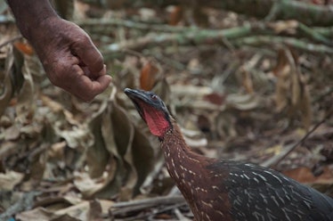 farmer, feeds, crested guan, Amazon