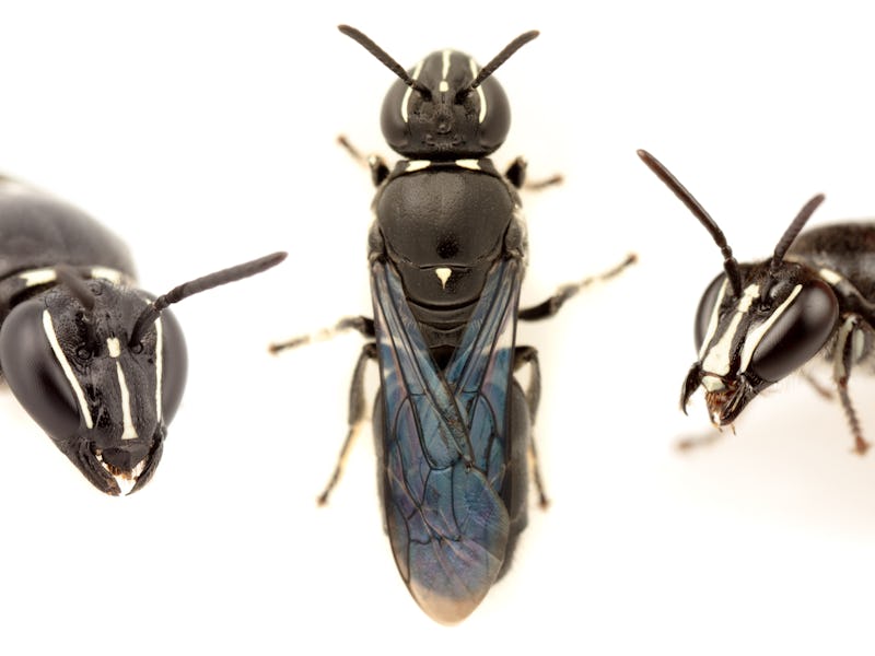 native bee species Pharohylaeus lactiferus