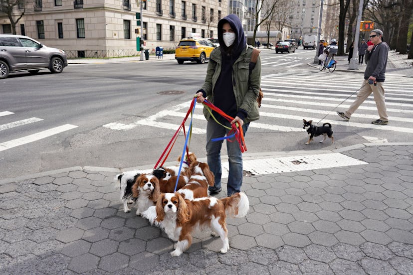 A Dog Walker in New York City Wears a Mask In March 2020.