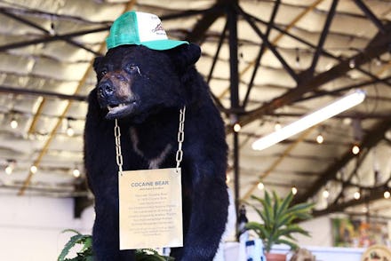 A screenshot from the movie 'Cocaine Bear'
