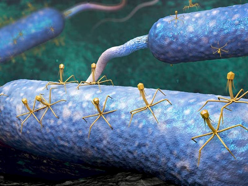 Bacteriophage (yellow) are viruses that infect and destroy bacteria (blue).