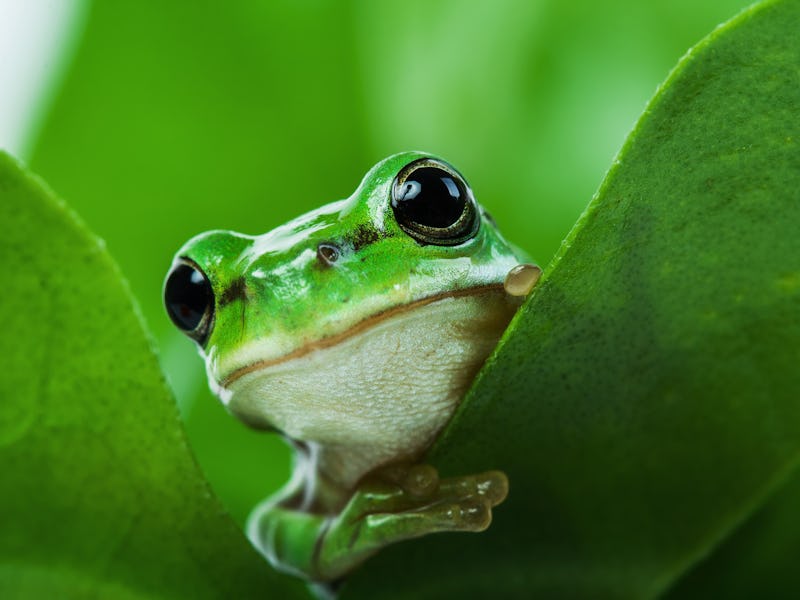Clever frog.