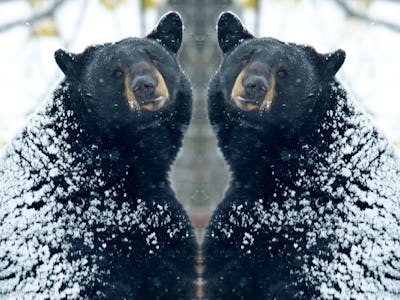 Black bear in mirror