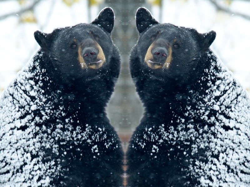 Black bear in mirror
