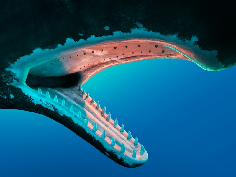 sperm whale