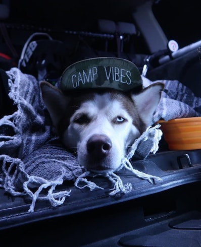dog camping with hat. Outdoor apps. Hiking apps. Trail apps. iOS and Android apps for hiking.