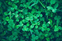 13 St. Patrick's Day Activities For Adults Looking To Celebrate This Holiday Right