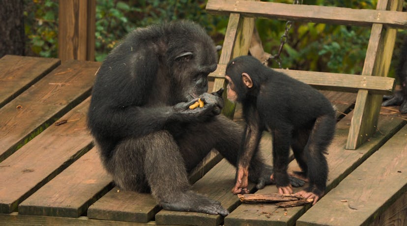 'Meet the Chimps' is a kids nature show that tells the story of some of the 300 residents of Chimp H...