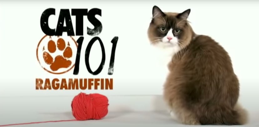 'Cats 101' is an animal show for kids that features different cat breeds every episode.