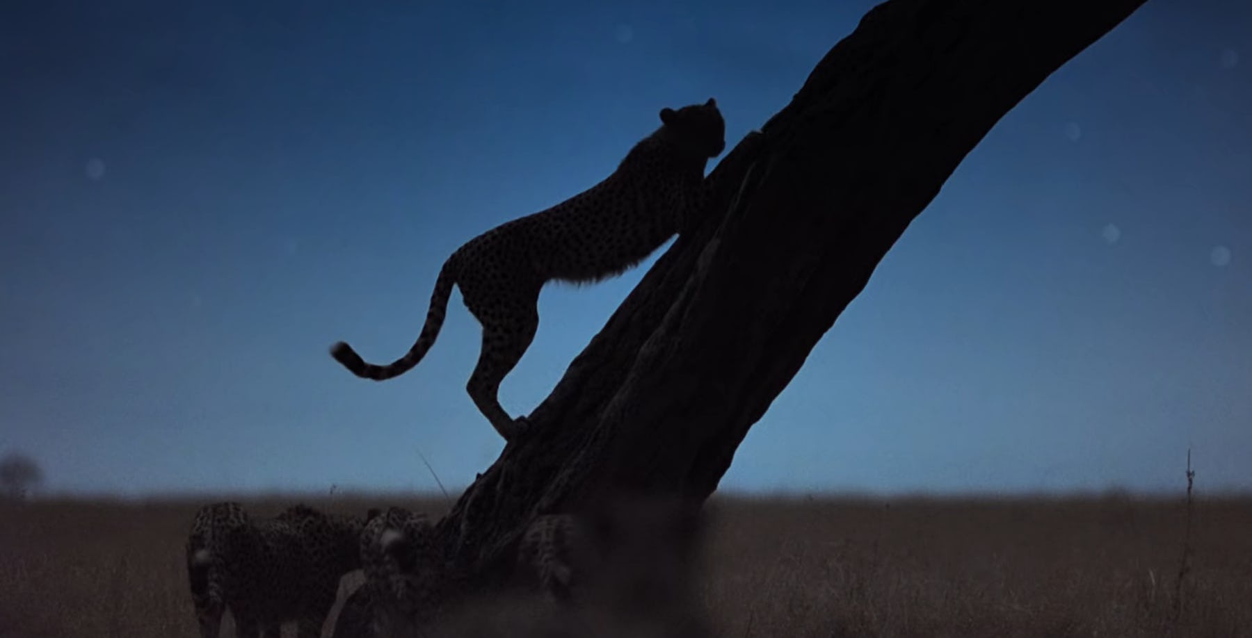 28 Best Animal Shows For Kids To Stream Right Now