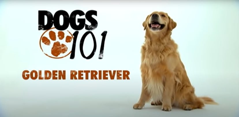 'Dogs 101' is an educational animal show that features different dog breeds in every episode.