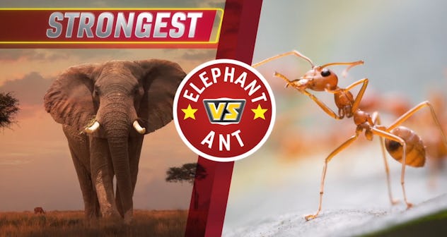 'Animal Showdown' is an educational animal show that teaches kids about animals by comparing feature...