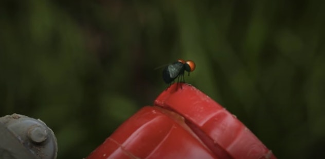These tiny creatures are on YouTube