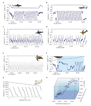 Circling movements of various marine animals