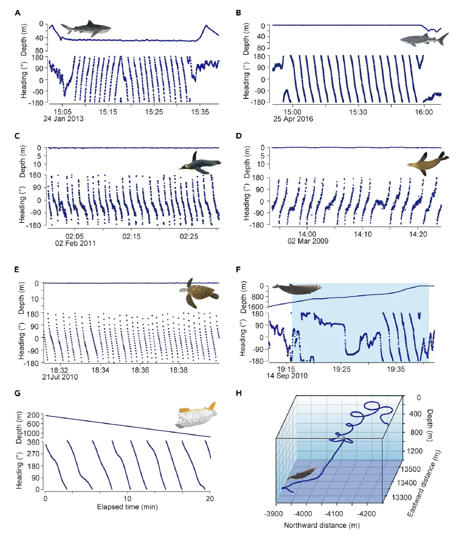 Why do sharks swim in circles? Science has finally solved it