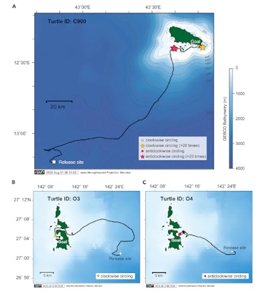 Image of GPS tracks of homing green turtls