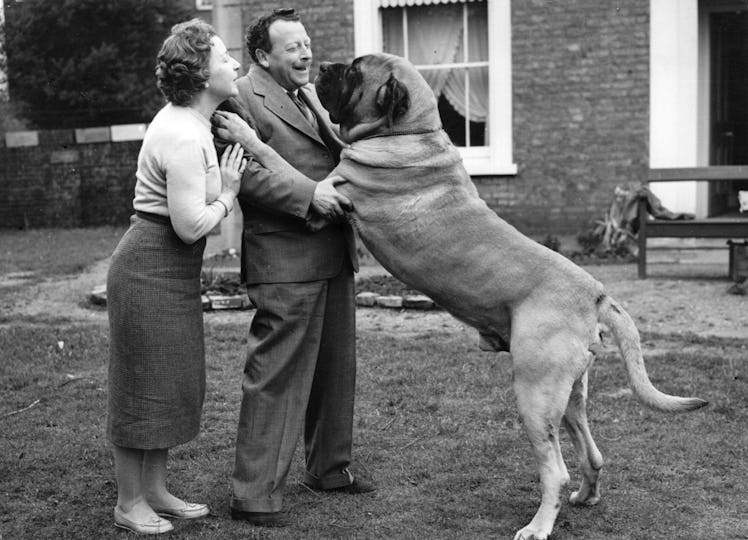 couple, pet, giant dog
