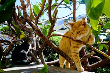Cats Sitting Under A Plant
