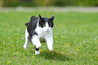 Black and white cat running in the grass