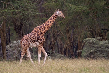 A male Rothschild's giraffe