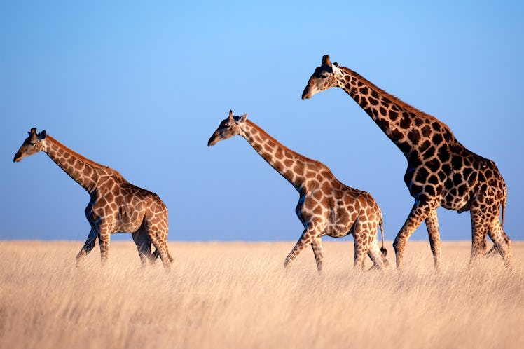 Three giraffes crossing a plain in Namibia