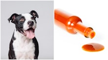 A two-part collage of a dog and the TikTok hot sauce