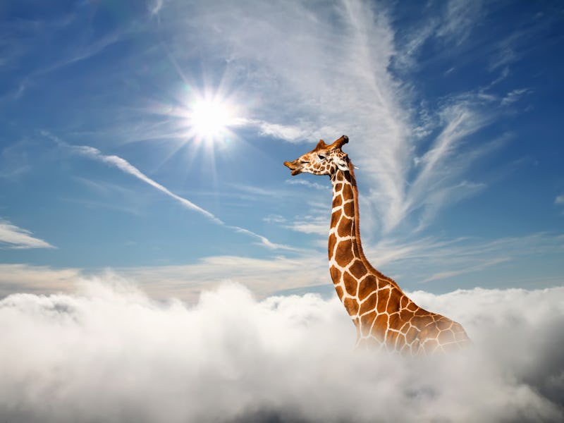 A tall giraffe's neck extends above the clouds. 