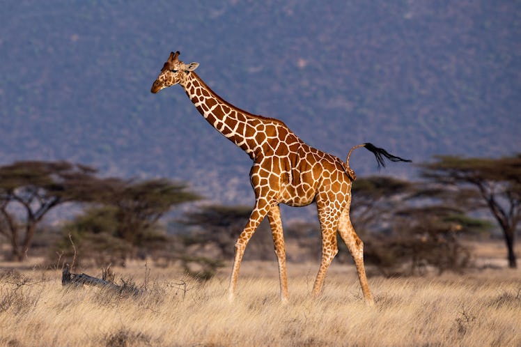 Reticulated male giraffe