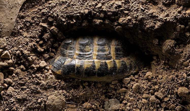 Hibernating Western Hermann's tortoise