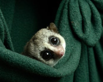 Small lemur in blanket