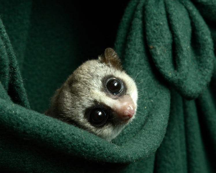Small lemur in blanket