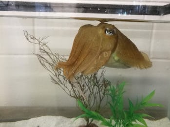 cuttlefish