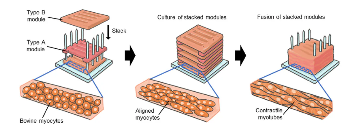 This futuristic lab-grown steak may solve 1 major problem with meat