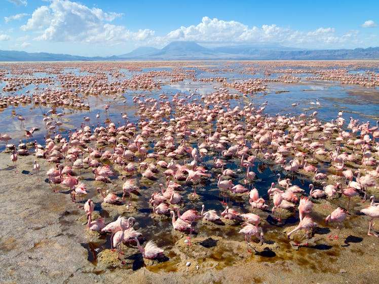 Lake Natron flamingos