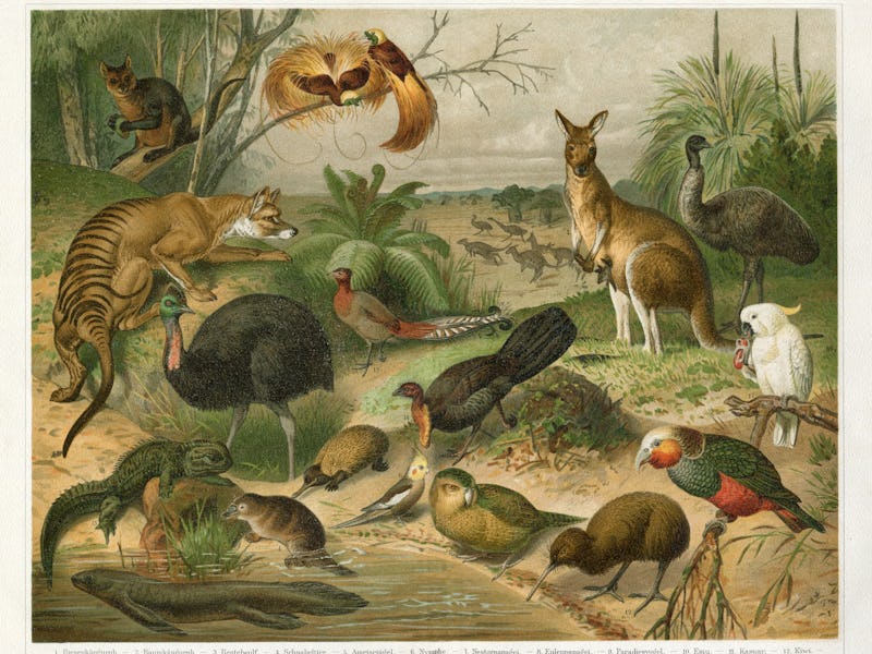 animals