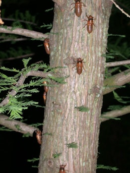 Cicadas Brood X us Here and bass liking the imitation! Chasebait