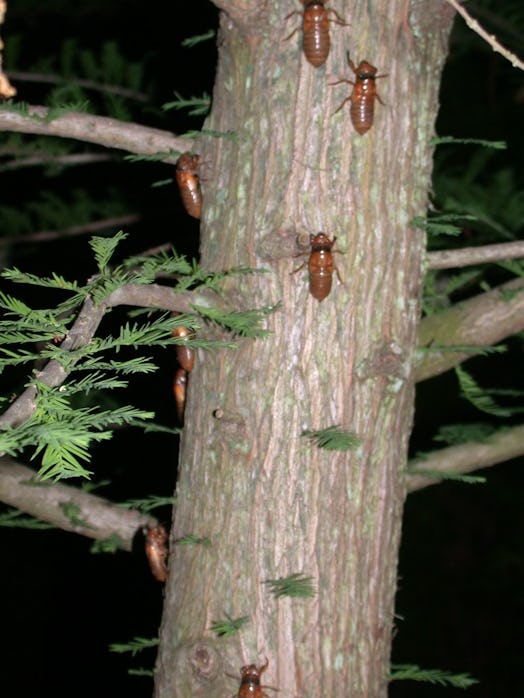 cicada brood x tree