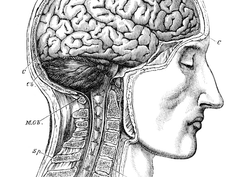brain illustration