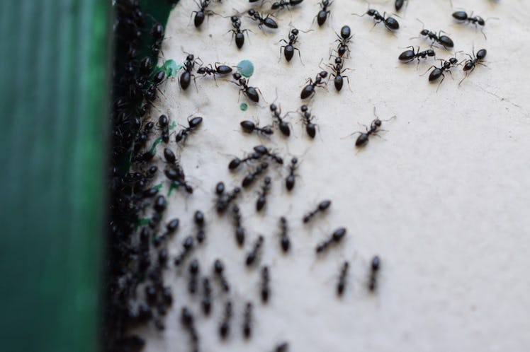 black ants in backyard