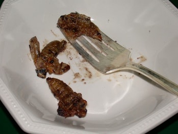 eating brood x cicada