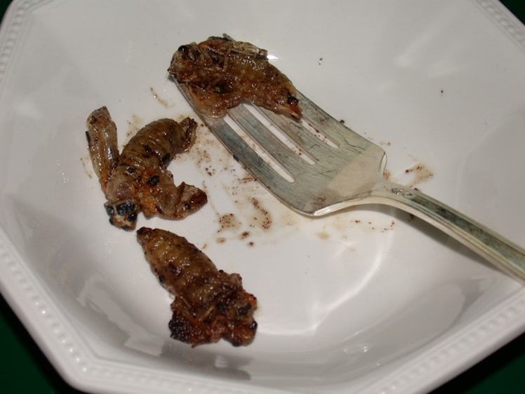eating brood x cicada