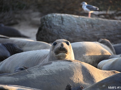 Female elephant seals take seven-month feeding trips during which they balance danger, starvation an...